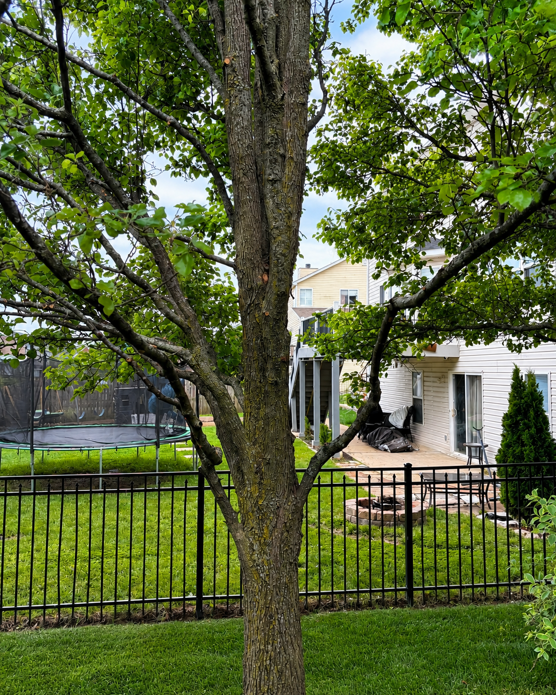 Backyard tree trimming job