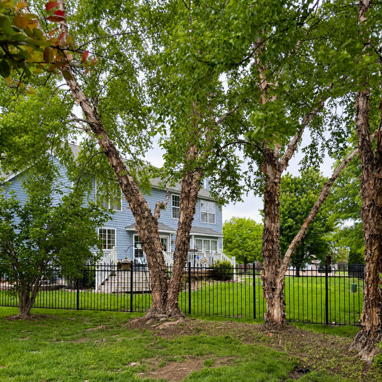 Birch tree work by blue house
