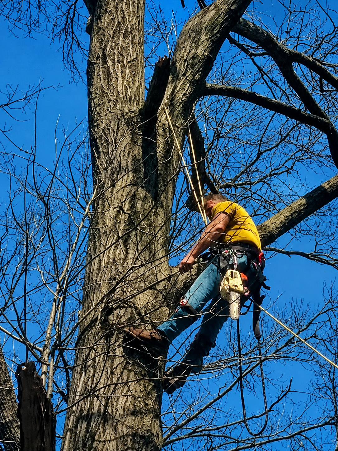 Tree climber working in a tree